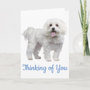 Hello White Maltese Puppy Dog Thinking Of You Card