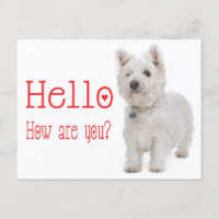 Hello White West Highland Terrier Puppy Dog