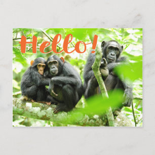 Hello! with chimpanzees postcard