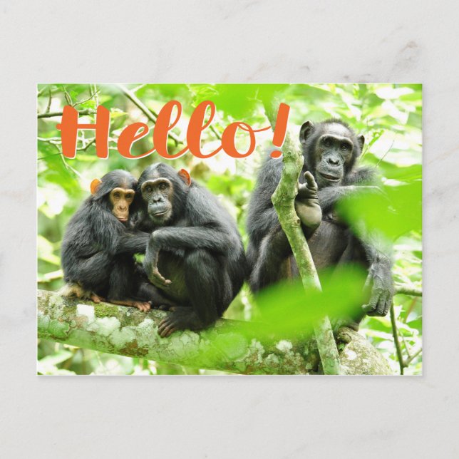 Hello! with chimpanzees postcard (Front)