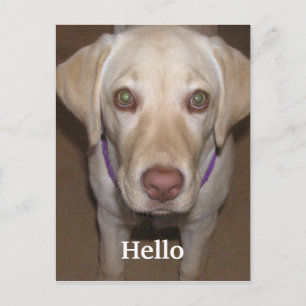 Hello Yellow Labrador Postcard
