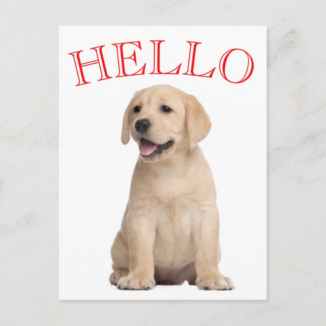 Hello Yellow Labrador Retriever Puppy Dog Postcard (Front)