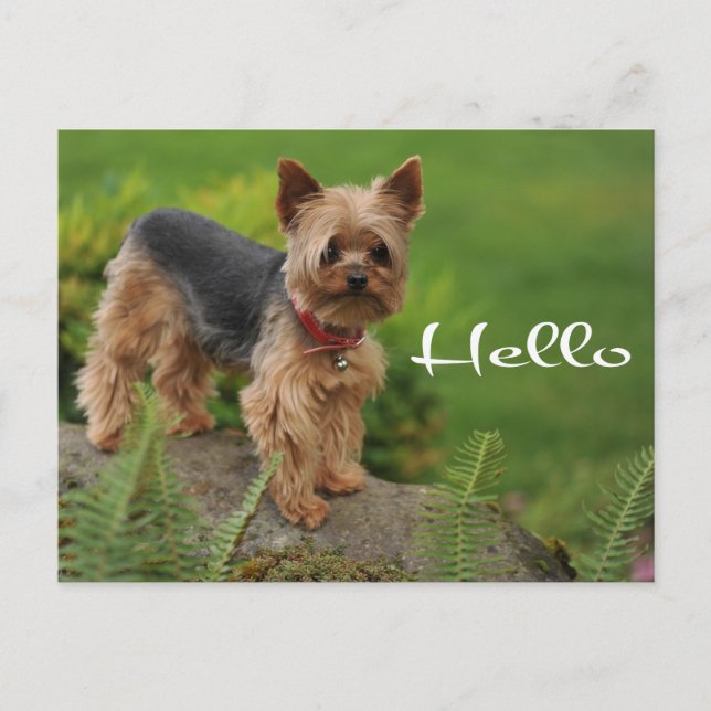 Hello Yorkshire Terrier Puppy Dog Post Card (Front)