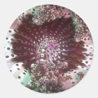 Hellsfire Anemone Classic Round Sticker