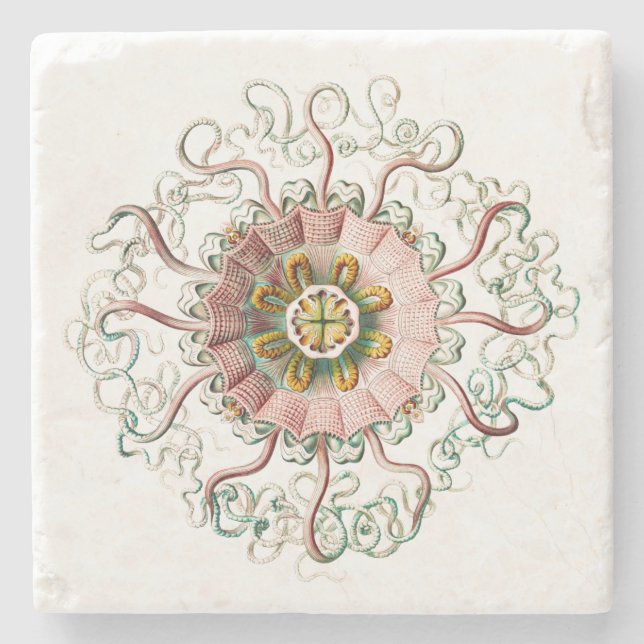 Helmet jellyfish stone coaster (Front)