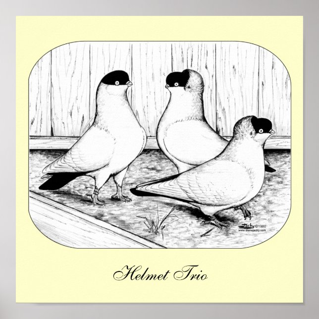 Helmet Pigeon Trio Poster (Front)