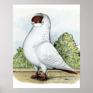 Helmet:  Red Pigeon Poster