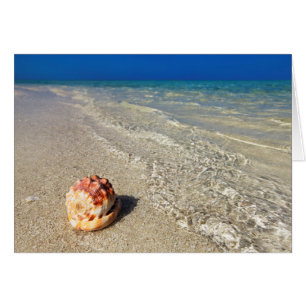 Helmet Shell In Tropical Lagoon Cassis Rufa