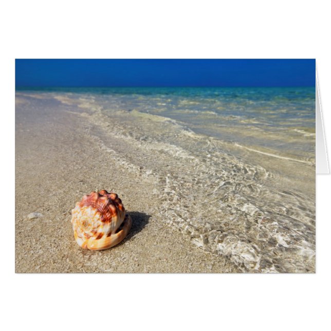 Helmet Shell In Tropical Lagoon| Cassis Rufa (Front Horizontal)