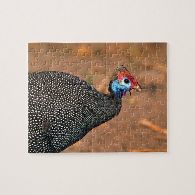 Helmeted Guinea Fowl (Numida meleagris). Africa, Jigsaw Puzzle (Horizontal)