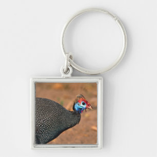 Helmeted Guinea Fowl (Numida meleagris). Africa, Keychain