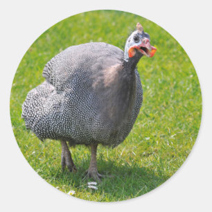 Helmeted Guineafowl on grass Classic Round Sticker
