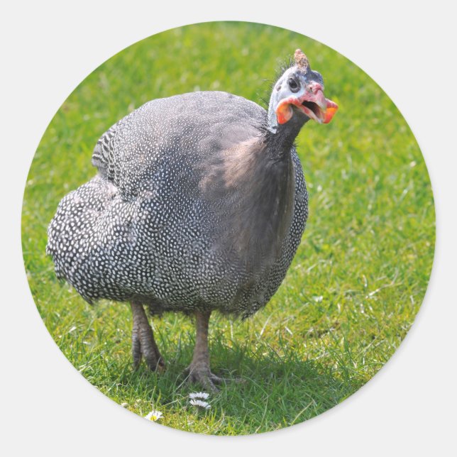 Helmeted Guineafowl on grass Classic Round Sticker (Front)