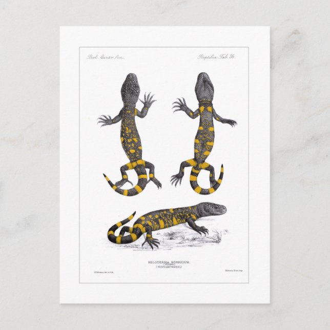 Heloderma Horridum (Beaded Lizard) Postcard (Front)