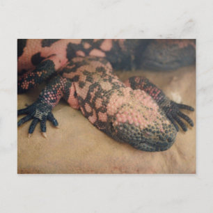 Heloderma suspectum postcard