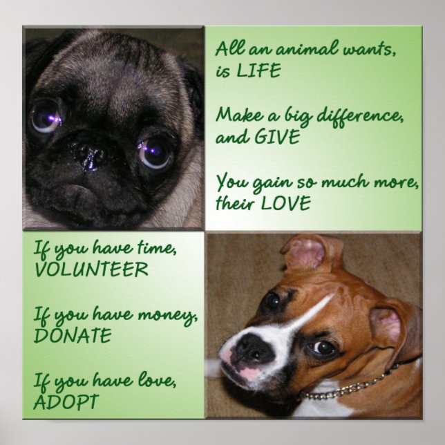 Help Animals Poster (Front)