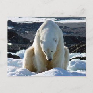 Help, my World is melting! Postcard