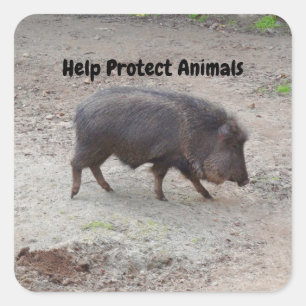 Help Protect Animals Chacoan Peccary #2 Stickers