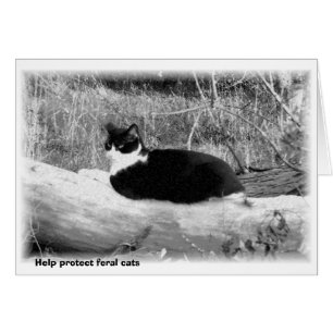 Help protect feral cats
