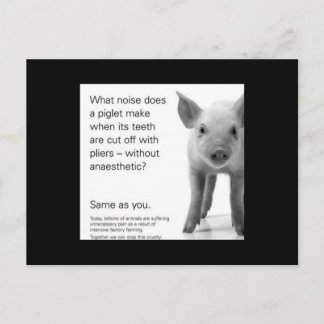 Help the Piglets! Postcard