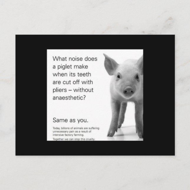 Help the Piglets! Postcard (Front)