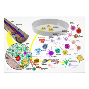 Hematopoietic stem cells poster