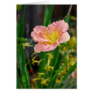 Hémérocalle hérissée par saumon