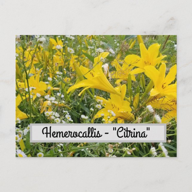 Hemerocallis - "Citrina" Postcard (Front)