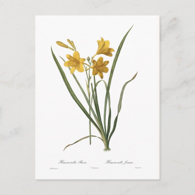 Hemerocallis flava postcard (Front)