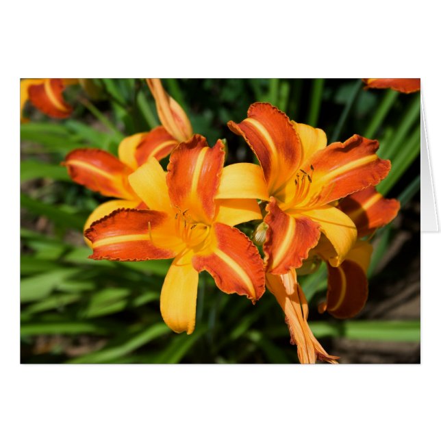 Hemerocallis fulva (Front Horizontal)