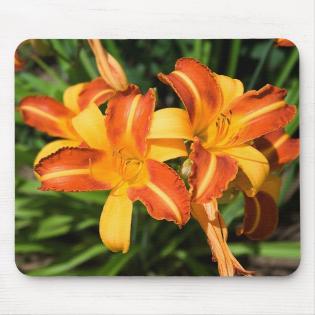 Hemerocallis fulva mouse pad (Front)