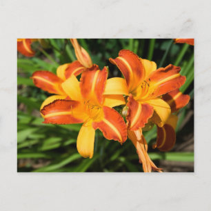 Hemerocallis fulva postcard