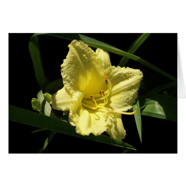 Hémerocallis jaune à fleurs diurnes (Devant horizontal)