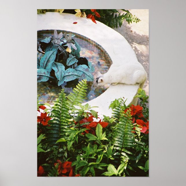 Hemingway cat 1 Fountain Drinking - Poster & Print (Front)