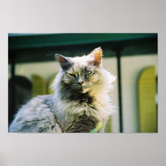 Hemingway cat 2 - Poster et imprimer