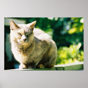 Hemingway Cat 3 - Poster et imprimer