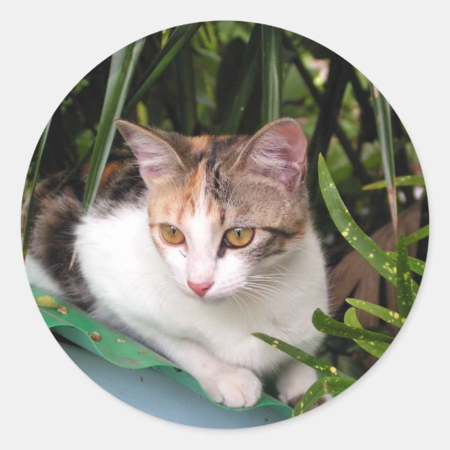 Hemingway Cat Classic Round Sticker (Front)