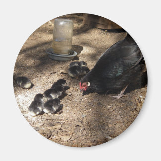 Hen And Baby Chicks Magnet