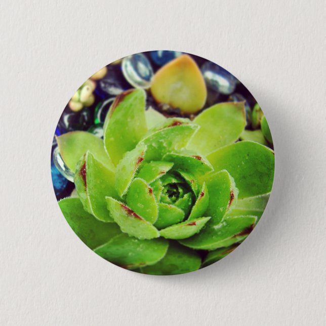 Hen and Chicks 2 Inch Round Button (Front)
