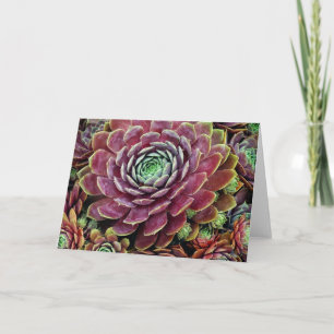 Hen And Chicks Card