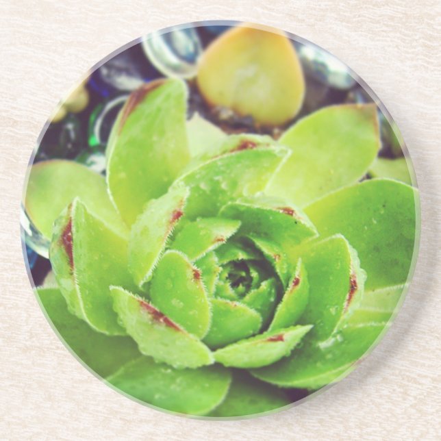 Hen and Chicks Coaster (Front)