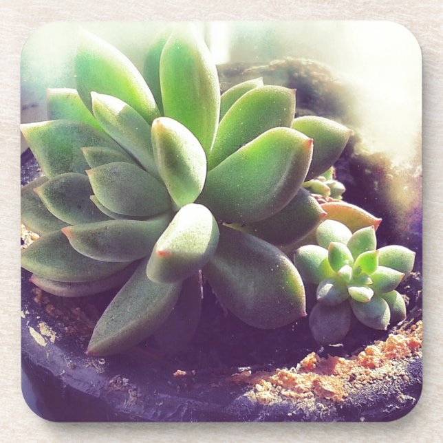 Hen and Chicks Plant Coaster (Front)