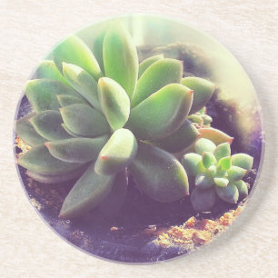 Hen and Chicks Plant Coaster