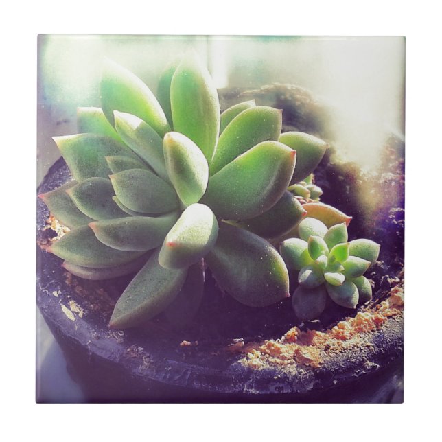 Hen and Chicks Plant Tile (Front)