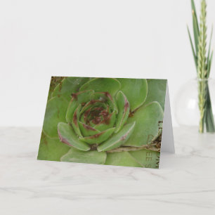 Hen and Chicks Plant With Texture Card