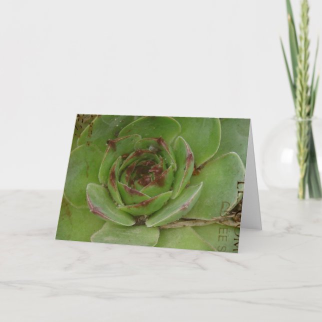 Hen and Chicks Plant With Texture Card (Front)
