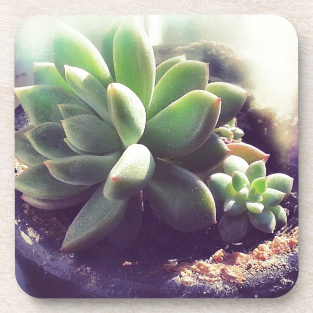 Hen and Chicks Plants Coaster (Front)