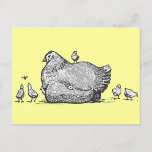 Hen and Chicks Postcard