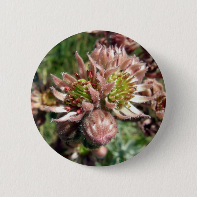 Hen and chicks (Sempervivum) flowers 2 Inch Round Button (Front)