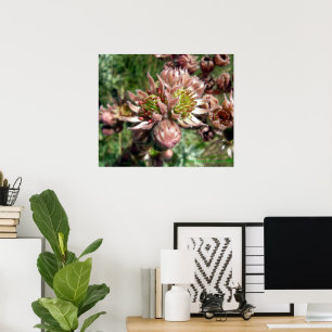Hen and chicks (Sempervivum) flowers Poster